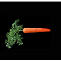 Carrot Capital Logo
